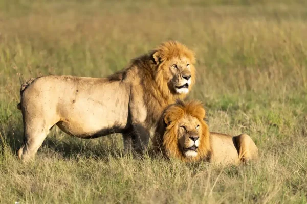 3 Days Maasai Mara Safari – Kenya Wildlife Tour