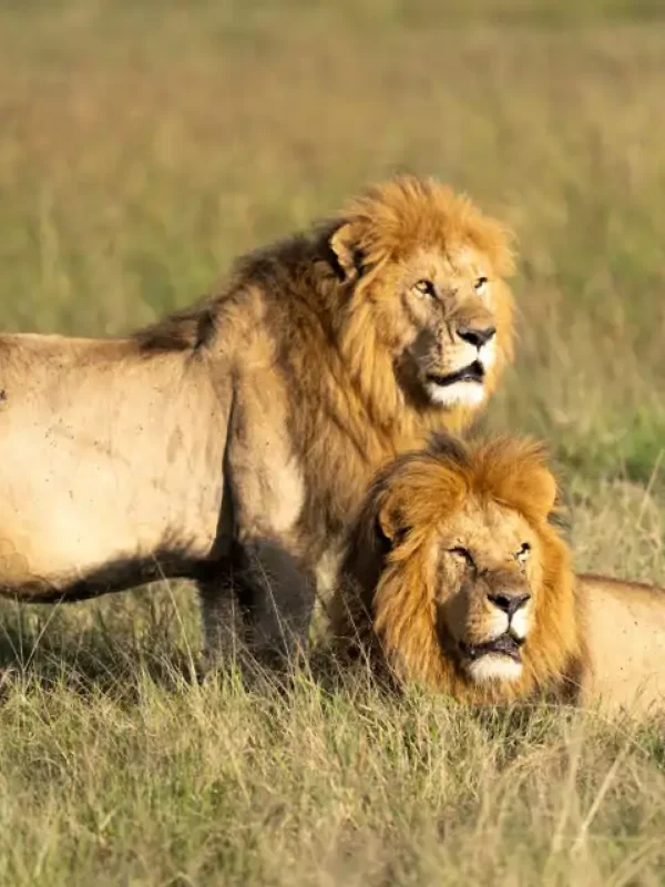 3 Days Maasai Mara Safari – Kenya Wildlife Tour