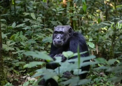 Gorilla Trekking in Uganda: What to Expect, What to Pack, and Why It’s Worth It