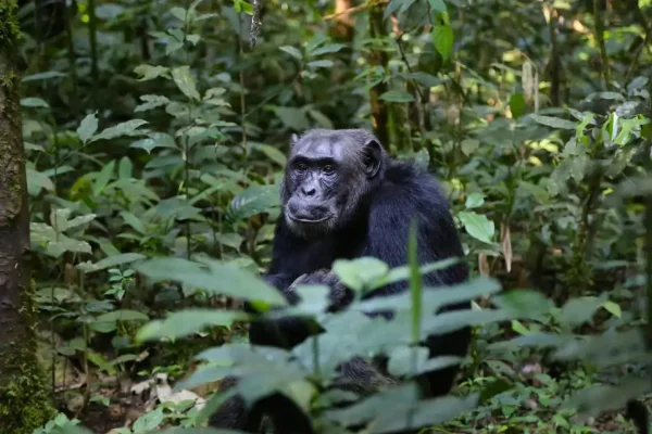 8 Days Uganda Safari – Gorillas, Chimps & Big Five