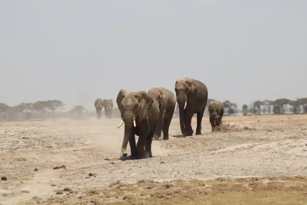 11 Days Kenya and Tanzania Safari – Amboseli, Serengeti, Ngorongoro & Maasai Mara