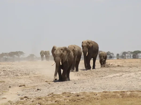 11 Days Kenya and Tanzania Safari – Amboseli, Serengeti, Ngorongoro & Maasai Mara